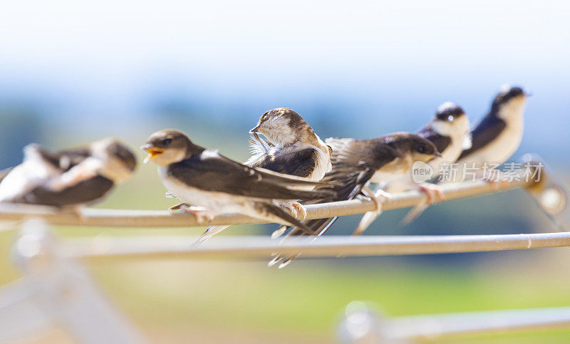 家燕(Hirundo rustica)靠近我的窗户。躺在我的衣架上